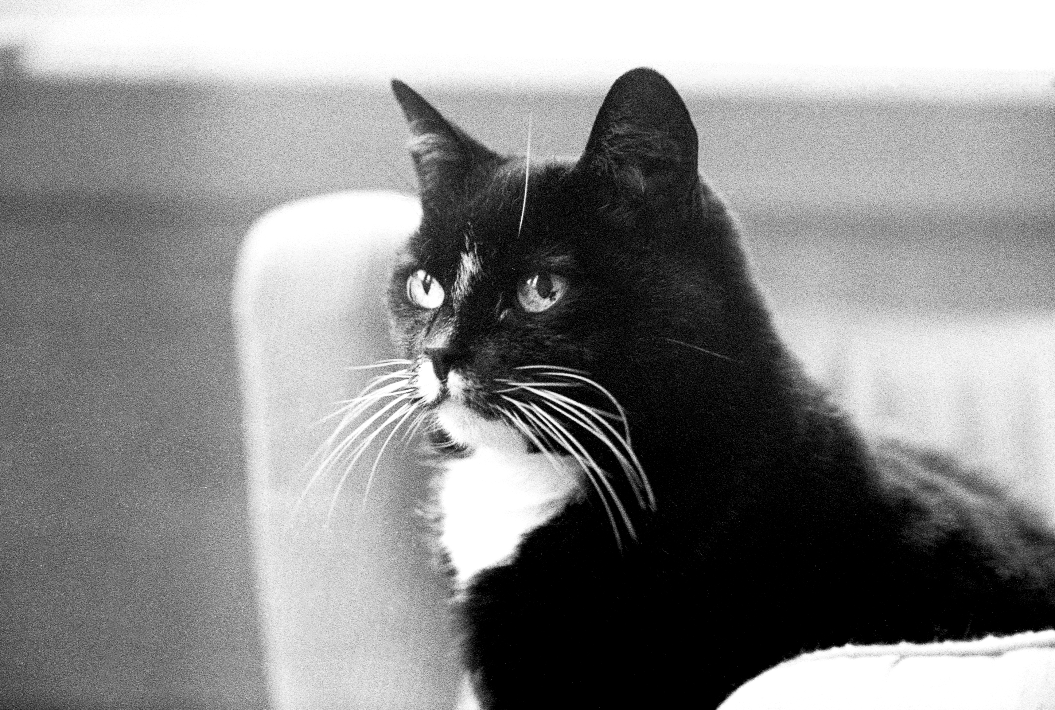 Simon_Van_Steenis Image 6